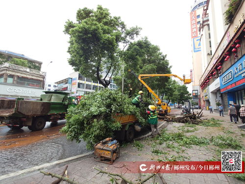 大樹倒伏阻交通，園林綠化服務中心與物業公司攜手快速清障